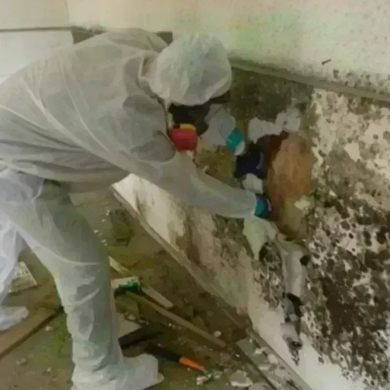 Mold Remediation and Removal in Trappe, MD